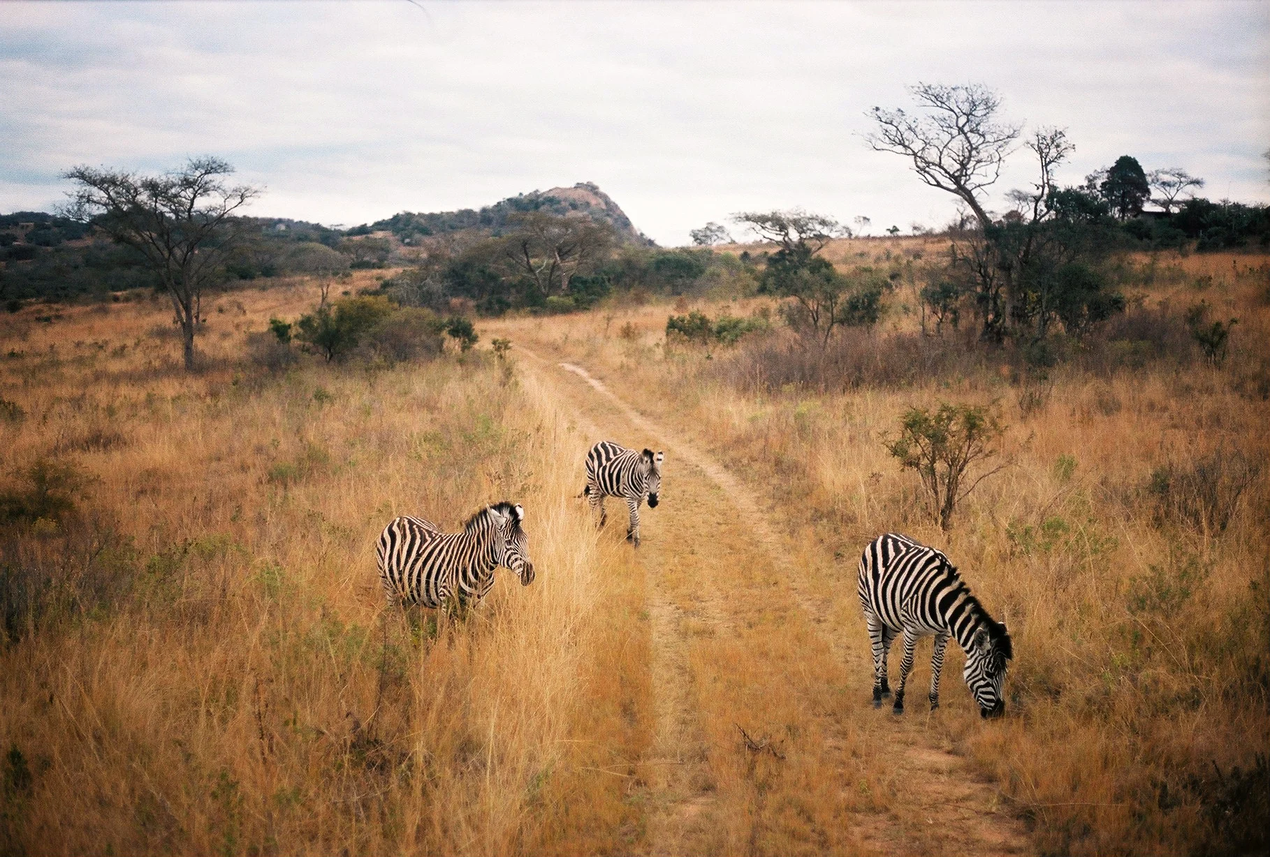 Zebras