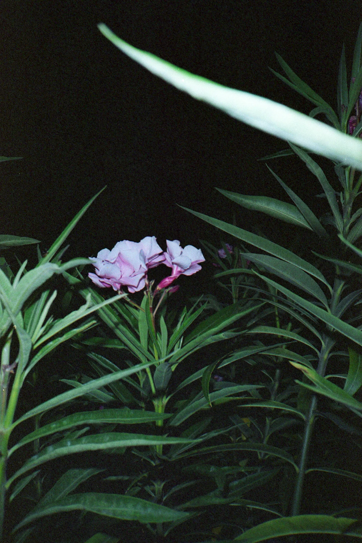 Night Flower